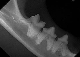 Digitales Zahnröntgen = Dentalröntgen